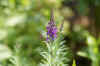 Vlasleeuwebek (Linaria purpurea). Helmkruidfamilie (Scrophulariaceae).