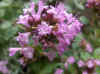 Majoraan (Origanum). Lipbloemenfamilie (Labiatae of Lamiaceae). 