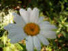 Margriet (Chrysanthemum maximum). Composietenfamilie (Compositae of Asteraceae). 