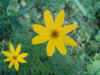 Meisjesogen (Coreopsis verticillata). Composietenfamilie (Compositae of Asteraceae).