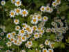 Moederkruid (Chrysanthemum parthenium). Composietenfamilie (Compositae of Asteraceae). 