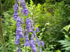 Monnikskap (Aconitum). Ranonkelfamilie (Ranunculaceae). 