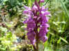 Orchidee De gevlekte rietorchis (Dactylorhiza pardalina). 