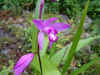 Orchidee Hyacint orchidee (Bletilla). Familie Orchideen (Orchidaceae). 