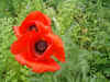 Papaver orientale. Papaverfamilie (Papaveraceae).