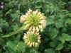 Brandkruid (Phlomis russeliana)