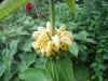 Brandkruid (Phlomis russeliana)