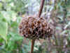 Brandkruid (Phlomis russeliana)