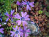 Phlox Mosflox (Phlox subulata). Vlambloemfamilie (Polemoniaceae).