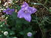 Ballonklokje, Ballonbloem (Platycodon grandiflorus "Astra Blue") Klokjes familie (Campanulaceae). 