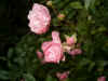 Fairy rose (Rosa ' The Fairy ')