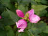 Schildpadbloem (chelone). Weegbreefamilie (Plantaginaceae). 