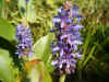 Snoekkruid (Pontederia lanceolata). Pontederiafamilie (Pontederiaceae).