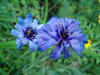 Strobloem Blauwe (Catananche caerulea). Composietenfamilie (Compositae of Asteraceae).