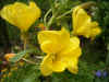 Teunisbloem (Oenothera biennis). Teunisbloemfamilie (Onagraceae).