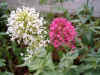 Valeriaan / spoorbloem (Centranthus ruber occineus' en 'Albus'). Kamperfoeliefamilie (Caprifoliaceae).