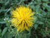 Korenbloem, Vaste korenbloem (Centaurea macrocephala). Composietenfamilie (Compositae of Asteraceae). 