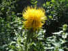 Korenbloem, Vaste korenbloem (Centaurea macrocephala). Composietenfamilie (Compositae of Asteraceae). 