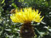 Korenbloem, Vaste korenbloem (Centaurea macrocephala). Composietenfamilie (Compositae of Asteraceae). 