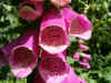 Vingerhoedskruid (Digitalis). Weegbreefamilie (Plantaginaceae).