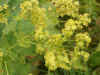 Vrouwenmantel (Alchemilla vulgaris)