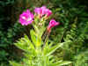 Wilgenroosje, Harig Wilgenroosje (Epilobium hirsutum). Teunisbloemfamilie (Onagraceae).