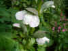 Acanthus mollis. Familie Acanthaceae. 