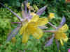 Akelei(Aquilegia). Ranonkelfamilie (Ranunculaceae).