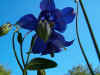 Akelei(Aquilegia). Ranonkelfamilie (Ranunculaceae).