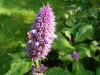 Anijsplant, Dropplant (Agastache foeniculum). Lipbloemenfamilie (Labiatae of Lamiaceae).