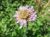 Beemdkroon (Knautia Arvensis). Kaardebolfamilie (Dipsacaceae).