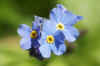 Vergeet-me-nietje, bosvergeet-me-nietje (Myosotis sylvatica). Ruwbladigenfamilie (Boraginaceae).