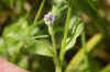 Vergeet-me-nietje, bosvergeet-me-nietje (Myosotis sylvatica). Ruwbladigenfamilie (Boraginaceae).