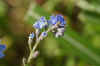 Vergeet-me-nietje, bosvergeet-me-nietje (Myosotis sylvatica). Ruwbladigenfamilie (Boraginaceae).