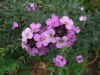 Muurbloem, Steenraket (Erysimum "bowles mauve"). Familie Cruciferae.