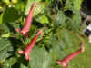 Kaapse fuchsia (Phygelius capensis). Familie helmkruidachtigen (Scrophulariaceae). 