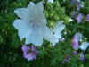 Kaasjeskruid (Malva). Kaasjeskruidfamilie (Malvaceae).