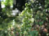 Mijterloof (Tellima grandiflora). Steenbreekfamilie (Saxifragaceae).