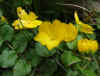 Penningkruid (Lysimachia nummularia).Sleutelbloemfamilie (Primulaceae).