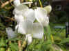 Pronkerwt (Lathyrus Latifolius 'White Pearl'). Vlinderbloemenfamilie (Leguminosae, Fabaceae).