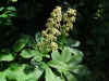 Rodgersia aesculifolia. Steenbreekfamilie (Saxifragaceae).