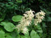 Rodgersia aesculifolia. Steenbreekfamilie (Saxifragaceae).