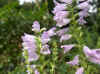 Scharnierbloem (Physostegia). Lipbloemenfamilie (Labiatae of Lamiaceae). 