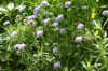 Schurftkruid, duifkruid (Scabiosa). Kaardebolfamilie (Dipsacaceae).