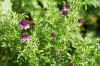 Schurftkruid, duifkruid (Scabiosa). Kaardebolfamilie (Dipsacaceae).