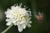 Schurftkruid, duifkruid (Scabiosa). Kaardebolfamilie (Dipsacaceae).