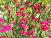 Steenanjer (Dianthus deltoides "Flashing light"). Anjerfamilie (Caryophyllaceae).