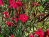 Steenanjer (Dianthus deltoides "Flashing light"). Anjerfamilie (Caryophyllaceae).