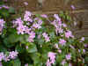 Roze winterpostelein (Claytonia sibirica)