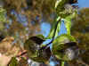 Zegekruid (Nicandra physalodes). Nachtschadefamilie (Solanaceae).